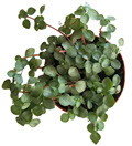 2" Pilea  Aqua Baby Tears